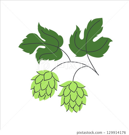 Green hop cones with leafy stems in flat cartoon style used in brewing beer and craft ale isolated on white background 129914176