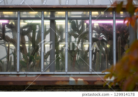 Greenhouse with plants and cactus under ultraviolet phytolamp with ultraviolet light for cultivation Greenhouse with plants and cactus under ultraviolet phytolamp with ultraviolet light for cultivation 129914178