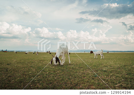 goat grazing grass on field near river 129914194