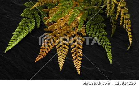 黑色背景上的蕨類植物 129914220