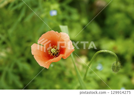 Poppy flowers blooming in the spring sunshine Poppy flowers blooming in the spring sunshine 129914275