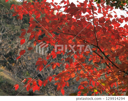 鮮紅的秋葉 129914294