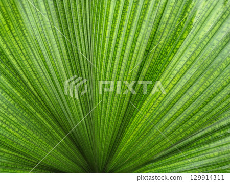 Lush Palm Leaf's Detailed Texture 129914311