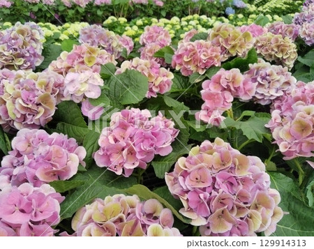 Close-up Hydrangea Blooms 129914313