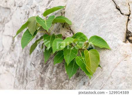 Bodhi tree growing in the crevice of the rock Bodhi tree growing in the crevice of the rock 129914389