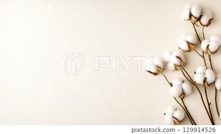 Minimalist arrangement of cotton flowers on subtle neutral background with copy space 129914526