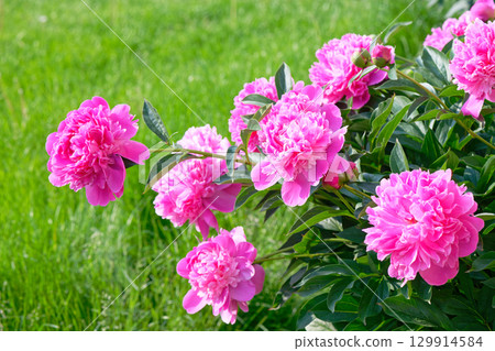 Peony flowers in the garden Peony flowers in the garden 129914584