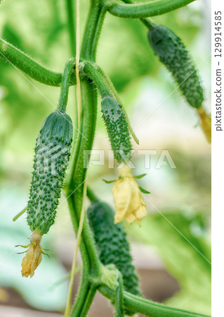 Organic cucumbers cultivation in a greenhouse Organic cucumbers cultivation in a greenhouse 129914585