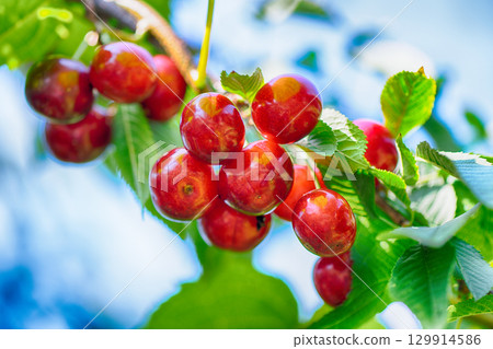 Sweet cherries 129914586