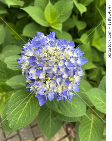 為雨季增添色彩的繡球花 129914647