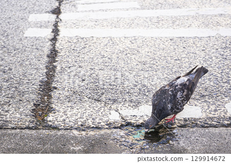仲夏時節，一隻岩鴿在人行道的窪地裡喝水的照片 129914672