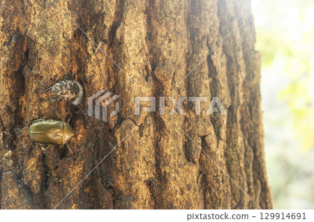 Photo of a scarab beetle and a flower beetle sucking sap Photo of a scarab beetle and a flower beetle sucking sap 129914691