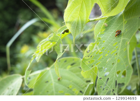 黃瓜甲蟲在樹葉陰影下交配的照片 129914693