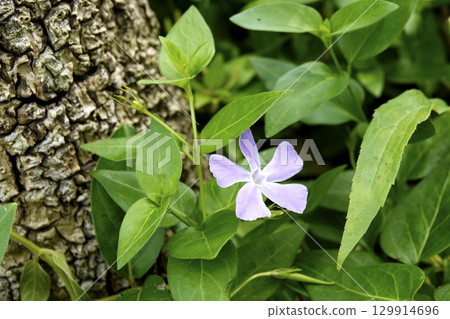Periwinkle flowers blooming in the spring sunshine 129914696