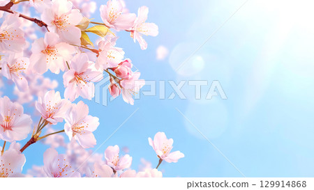 Delicate cherry blossoms blooming against a bright blue sky copy space background 129914868