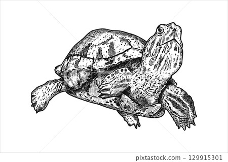 Hand drawn turtle. Underwater world. Vector illustration 129915301