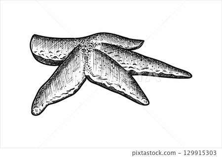 Hand drawn starfish. Vector illustration Hand drawn starfish. Vector illustration 129915303