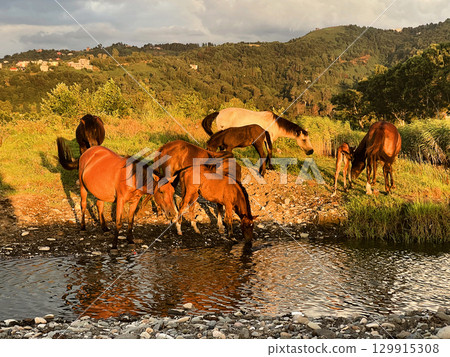 Herd of Wild Horses at a watering hole on the river Herd of Wild Horses at a watering hole on the river 129915308