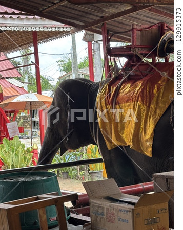 大象孤兒院飼養的大象 大象孤兒院飼養的大象 129915373