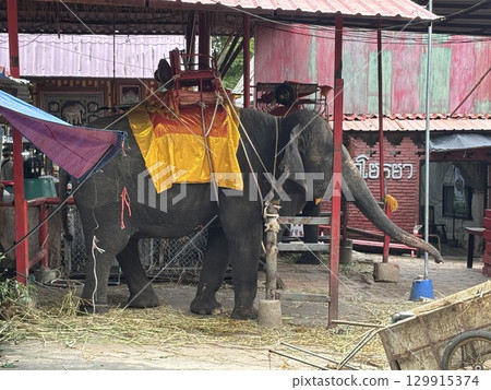 Elephants kept at an elephant orphanage 129915374