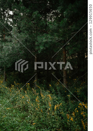 Pine Trees with Yellow Flowers in a Forest Setting 129915650