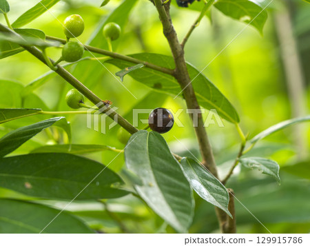 日本木瓜的成熟果實 129915786