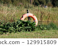 Life Preserver Ring Situated at an Inland Lakeside Location 129915809