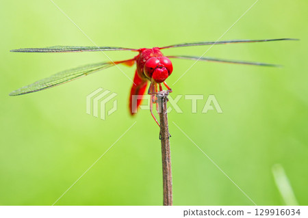 Male scarlet dragonfly, front view Male scarlet dragonfly, front view 129916034