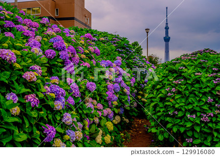 繡球花（舊中川濱水公園） 129916080