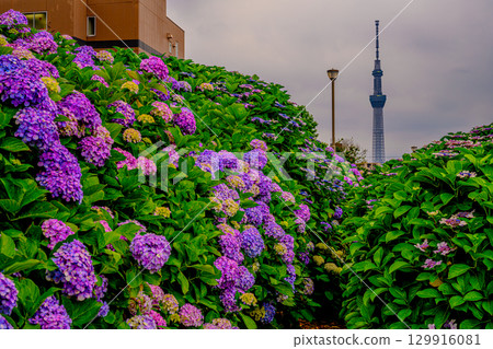 繡球花（舊中川濱水公園） 129916081