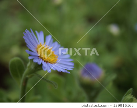 Beautiful blue flowers of daisy blooming in October Beautiful blue flowers of daisy blooming in October 129916163