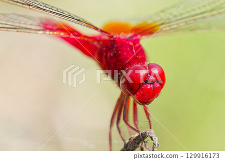 A bright red dragonfly, male scarlet damselfly A bright red dragonfly, male scarlet damselfly 129916173