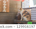 A store cat pussy 129916197