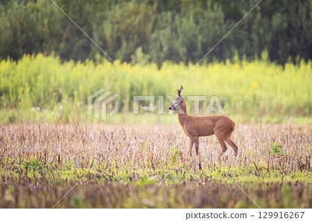 A male roe deer standing in a stubble field 129916267