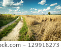 A rural view of a dirt road next to a field with lodged grain on a sunny summer day. 129916273