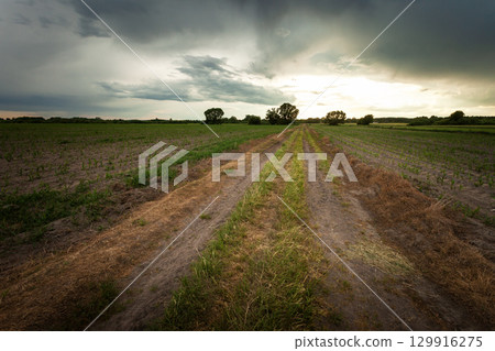 Dark storm clouds over a dirt road and farmland 129916275