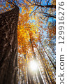 Sunlight between autumn trees, view from below 129916276