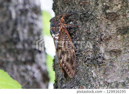 Abra Zemi停在樹上 129916295