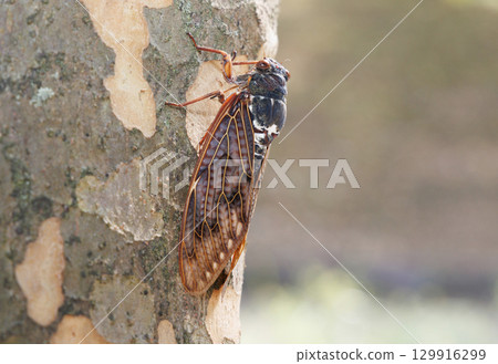 Abra Zemi stopping in a tree 129916299