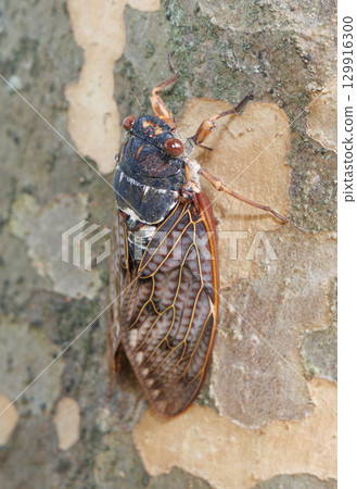 Abra Zemi停在樹上 129916300