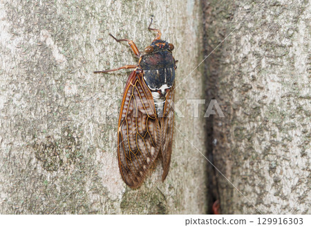 Abra Zemi stopping in a tree 129916303