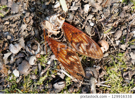 Dead brown cicada Dead brown cicada 129916338