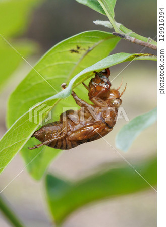 Cicada shell 129916394