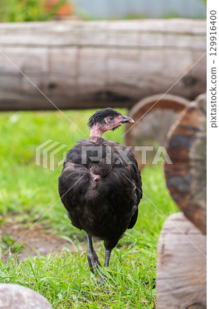 Black naked neck chicken standing in vibrant green grass. 129916400