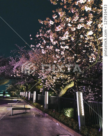 夜晚閃耀的櫻花樹 129916433