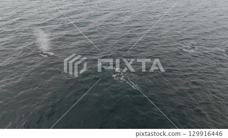 Aerial view of two fin whales, Balaenoptera physalus, hunting in Donegal Bay, Ireland 129916446