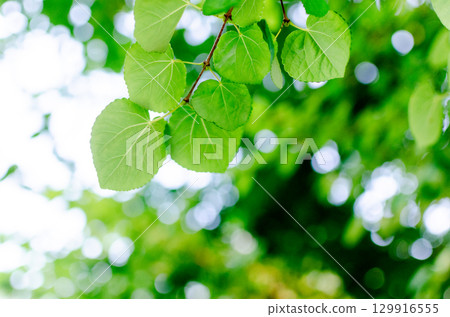 Sunbeams and leaves 129916555