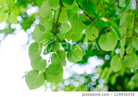 Sunbeams and leaves 129916556