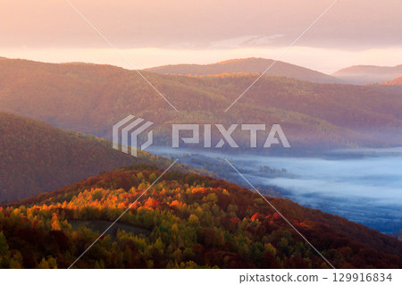 deciduous forest on mountain hillside at sunrise. beautiful scenery in carpathian valley with fog. autumnal landscape of ukraine 129916834