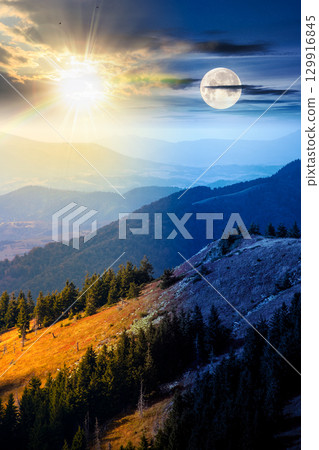fir trees on a meadow down the hill. day and night time change concept. coniferous forest in mountains with sun and moon at twilight. steep hillside in early autumn fir trees on a meadow down the hill. day and night time change concept. coniferous forest in mountains with sun and moon at twilight. steep hillside in early autumn 129916845